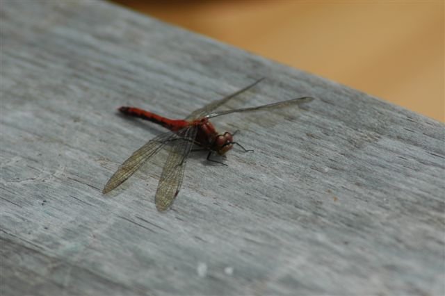 dsc_0288.jpg