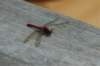 dsc_0288_small.jpg